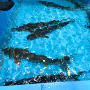 Cá Tầm Sapa Sống 2-3kg