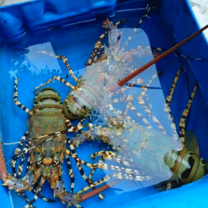 Tôm Hùm Bông 500-800g