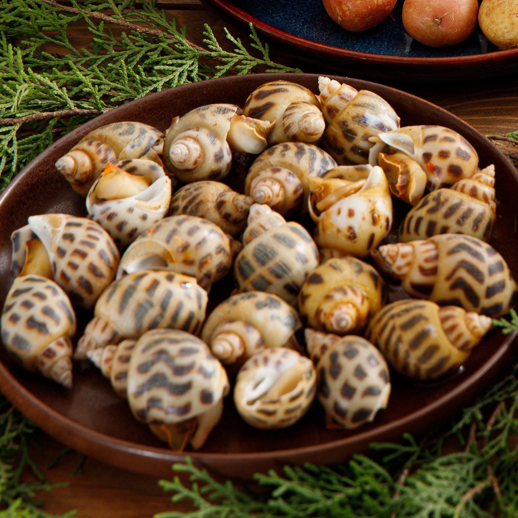 Ốc Hương Lớn 30-50 con - Ảnh 2