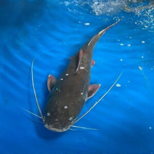 Cá Lăng Sống 2.5-3.5kg