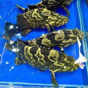 Cá Song Hổ Sống 1.7-3kg