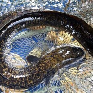 Cá Chình Sống 1-1.5kg