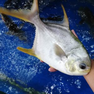 Cá Chim Sống 0.8-1.2kg