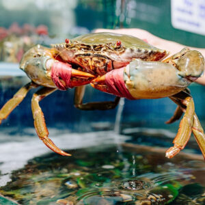 Cua Gạch Cà Mau 450-700g