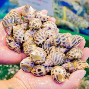 Ốc Hương Lớn 30-50 con