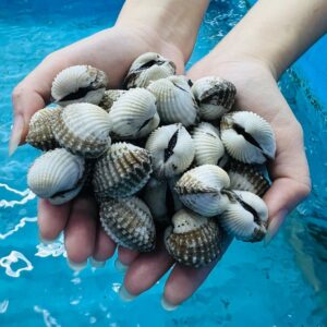 Sò Huyết Sống 70-80 Con