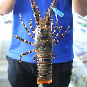 Tôm Hùm Bông 1.2 - 1.4kg