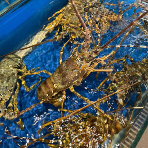 Tôm Hùm Xanh 300-400g