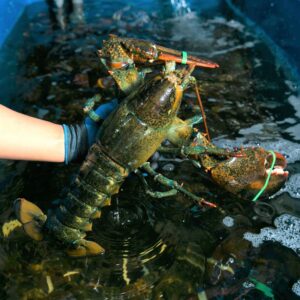 Tôm Hùm Alaska 2.2-2.5kg