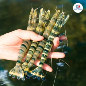 Tôm Sú Sống size 24-26 con