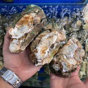 Hàu Sữa Sống 140 - 170g