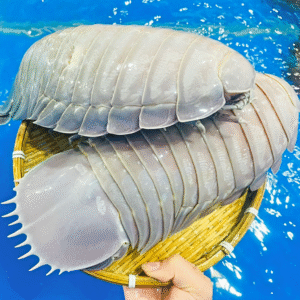 Bọ Biển Sống Trên 1kg