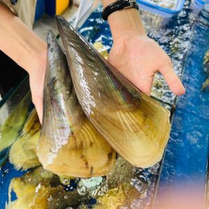 Sò Mai Sống 250-350g