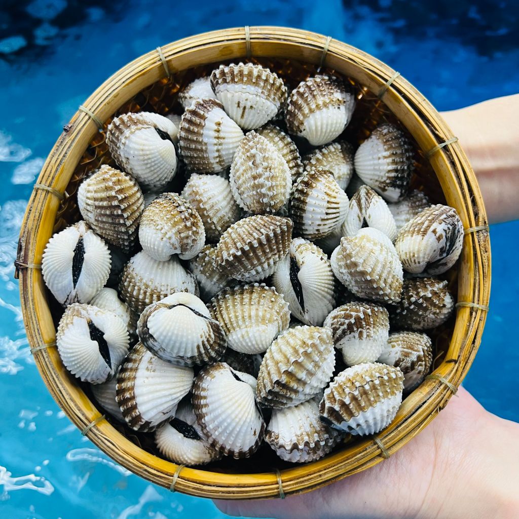 Sò Huyết Sống 70-80 Con - Ảnh 4