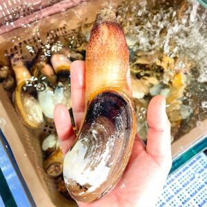 Tu Hài Sống 8-10 Con