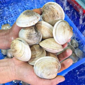 Sò Thưng Sống 13 Con