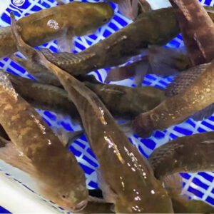 Cá Bớp Sống 10-12 con