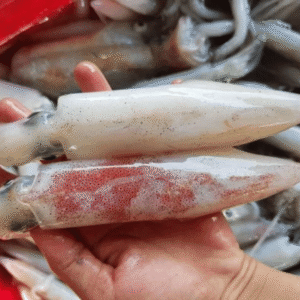 Mực Ống Nháy 10-12 Con