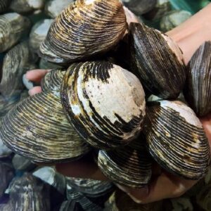 Ngán Sống 7-9 Con