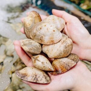 Ngao Hai Cùi 10-12 Con