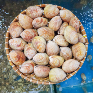 Sò Dương Sống 4-6 Con