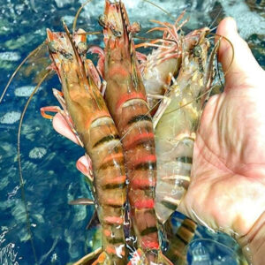 Tôm Sú Sống Size 18-20 Con